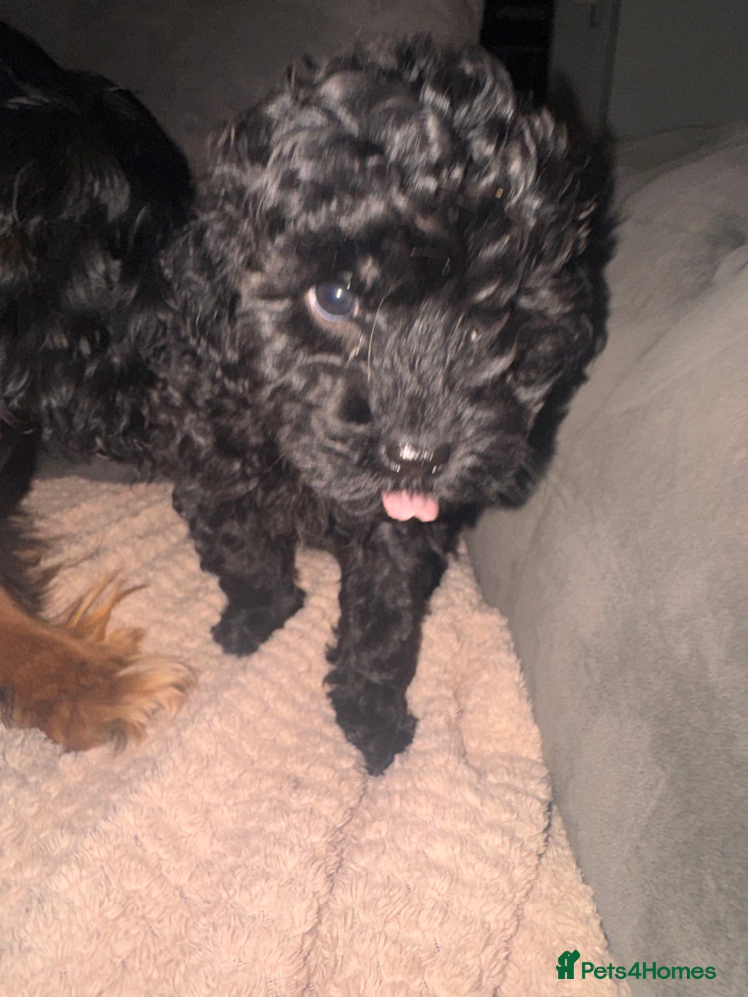 Cavapoo dogs for sale: Cavapoo puppies  - Image 5