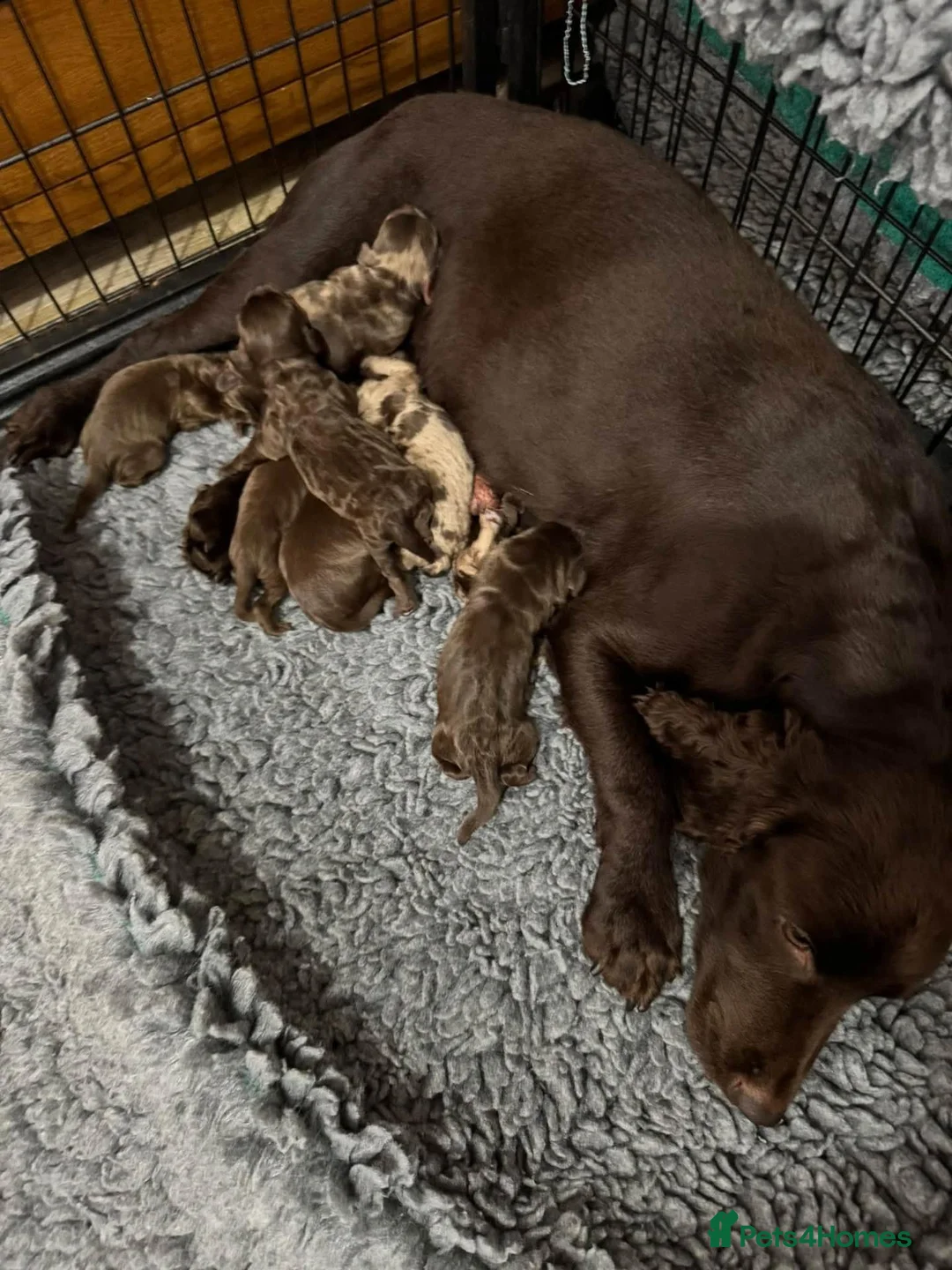 Cockapoo dogs for sale: DNA CLEAR, Merle Cockapoos, Ready 6th Novemeber - Advert 10