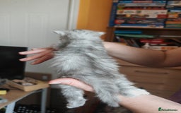 Maine Coon cats for sale: Shaded and Shell Maine Coon kittens - Image 17