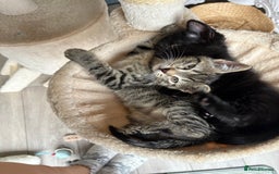 British Shorthair cats for sale: Male and Female kittens  - Image 1