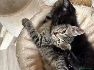 British Shorthair cats - Advert 23