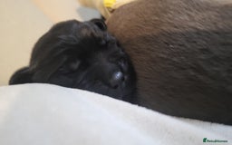 Labrador Retriever dogs for sale: Pedigree Labrador puppies - strong and healthy  - Image 7