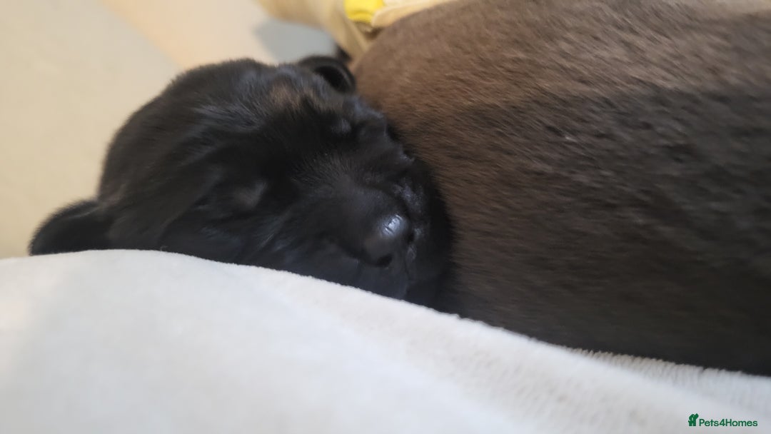 Labrador Retriever dogs for sale: Pedigree Labrador puppies - strong and healthy  - Image 7