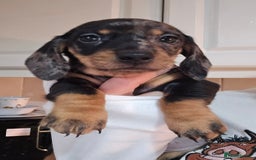 Miniature Dachshund dogs for sale: Miniature dachshunds 🐶 - Advert 1