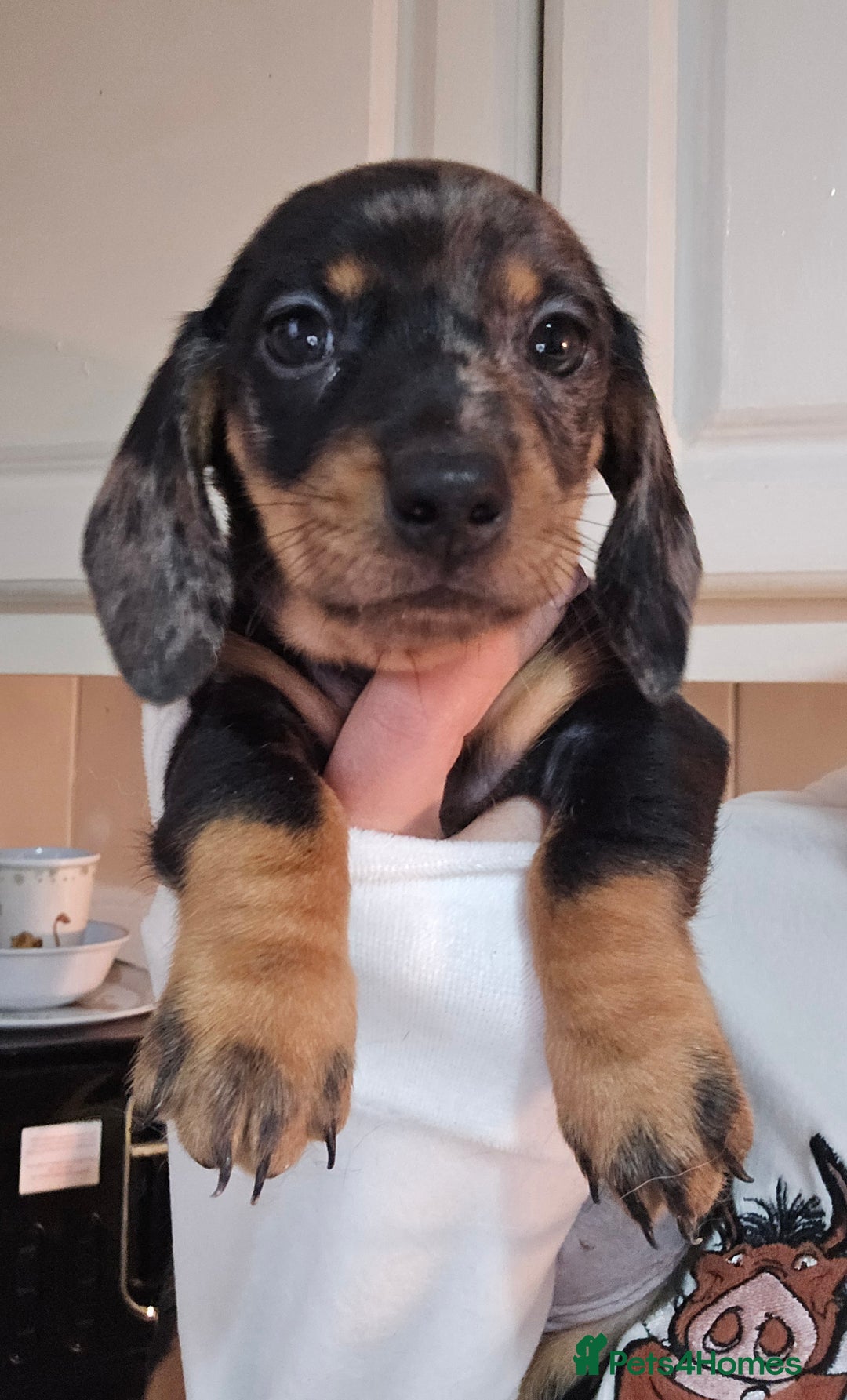 Miniature Dachshund dogs for sale: Miniature dachshunds 🐶 - Advert 1