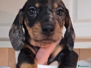 Miniature Dachshund dogs for sale: Miniature dachshunds đ¶ - Advert 1