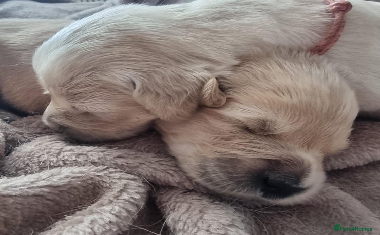 Golden Retriever dogs - Advert 4