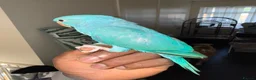 Ringnecks birds for sale:  Indianringnecks - Advert 6