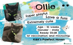Domestic Shorthair cats for sale: Kittens and cats for adoption.  - Image 6
