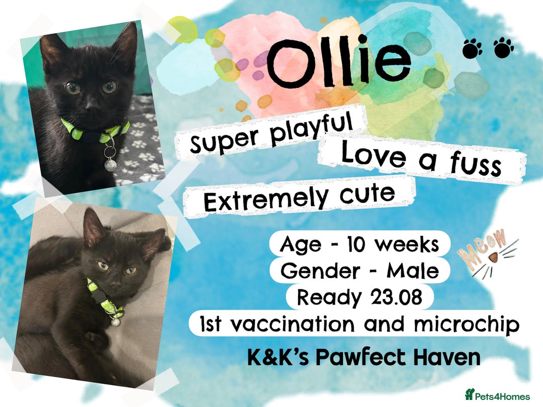 Domestic Shorthair cats for sale: Kittens and cats for adoption.  - Image 6