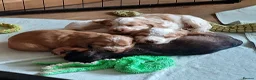 Cocker Spaniel dogs for sale: kc show cocker spaniels  - Advert 4