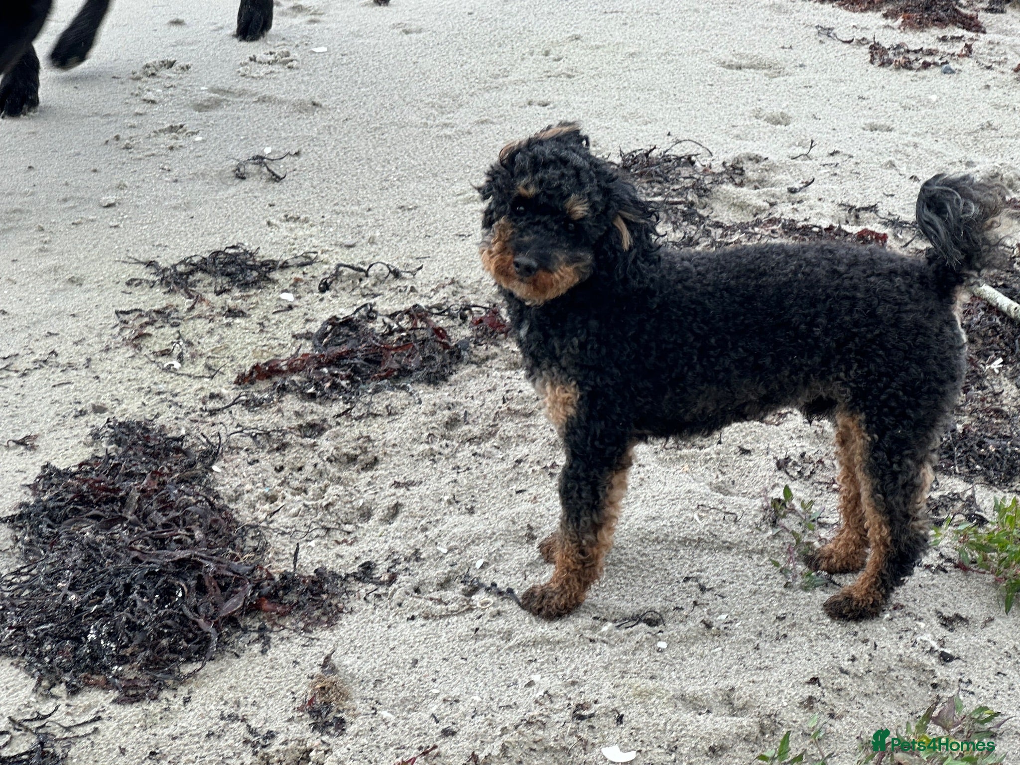 Toy Poodle dogs Storm - Advert 2