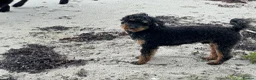 Toy Poodle dogs for stud: Storm in Mallaig - Advert 1