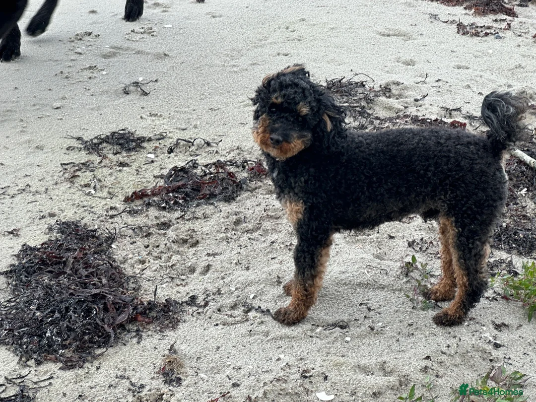 Toy Poodle dogs for stud: Storm in Mallaig - Advert 1