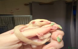 Sugar Glider rodents for sale: Male Cremino Sugar Glider - Image 3
