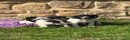 English Springer Spaniel dogs for sale: B/W PLAYFUL LITTER SPRINGER SPANIELS,HEALTH TESTED - Advert 21