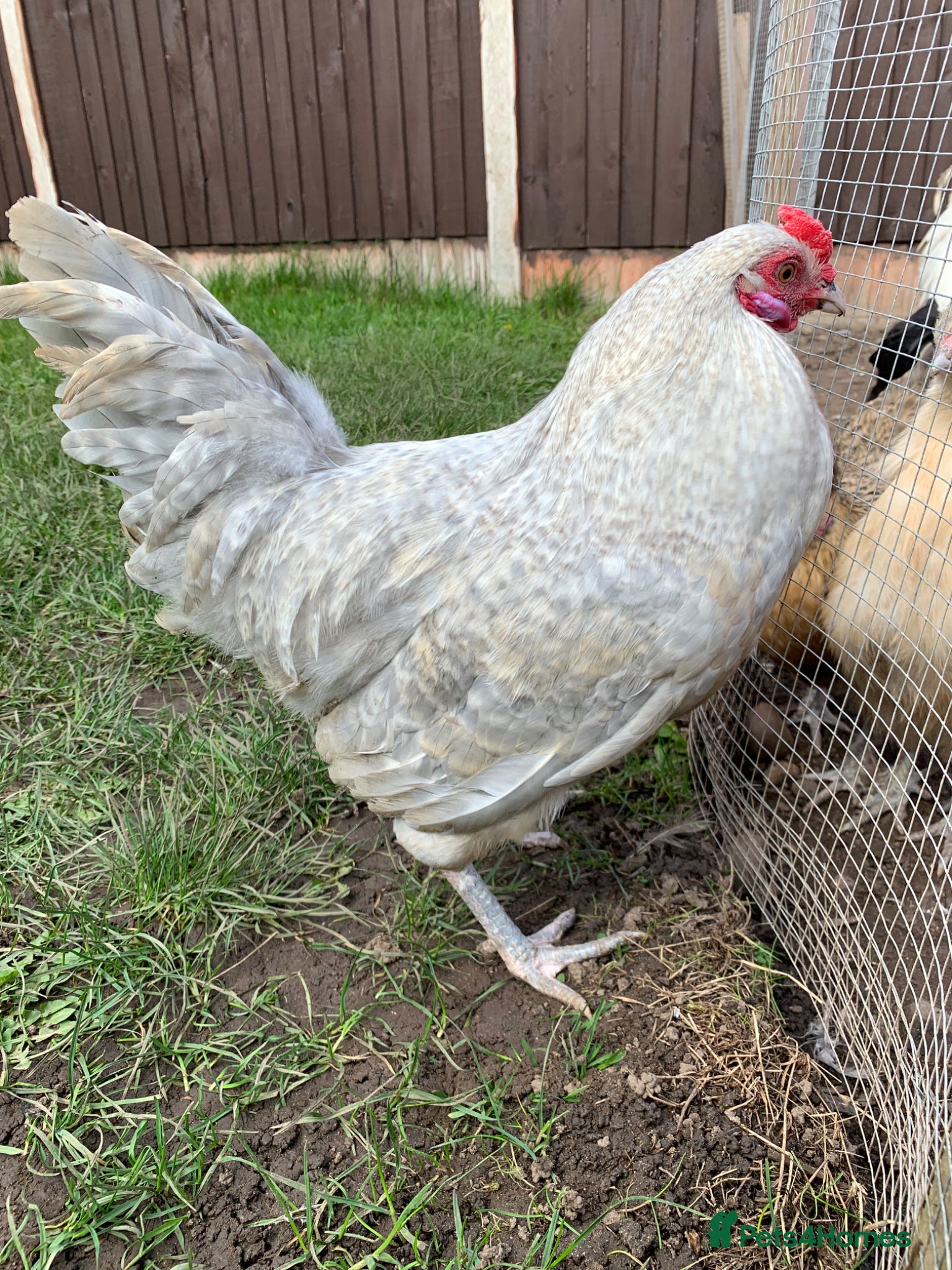 Chickens poultry Auracana mix  - Advert 1