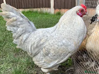 Chickens poultry Auracana mix - Advert 1