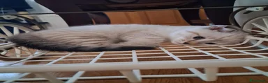 Scottish Fold 1