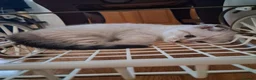 Scottish Fold cats for sale: Two beautiful Scottish Fold kittens - Advert 2
