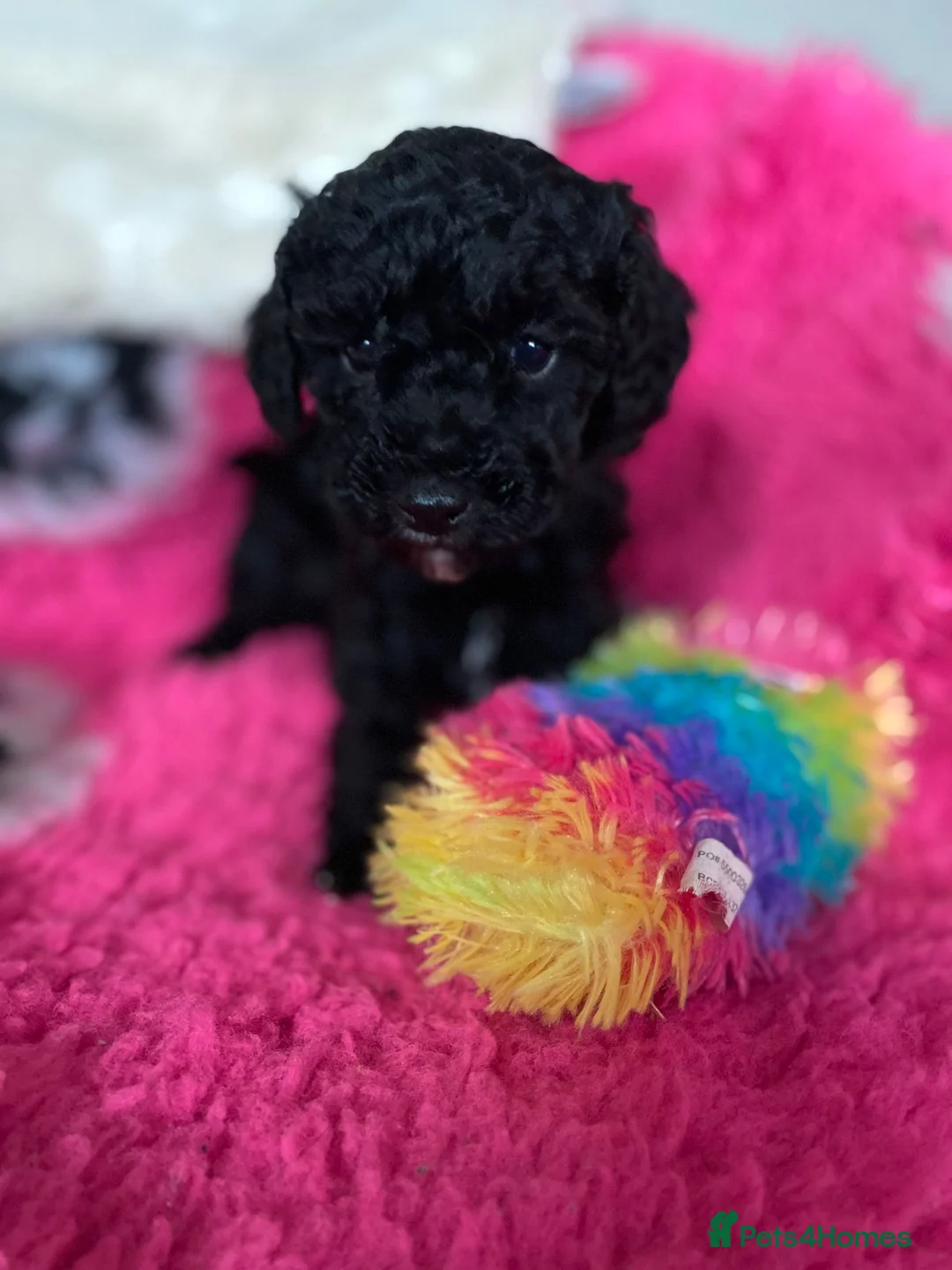 Cavapoo dogs for sale: Beautiful cavapoo puppies ready now - Advert 23