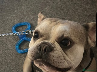 French Bulldog dogs - Advert 36