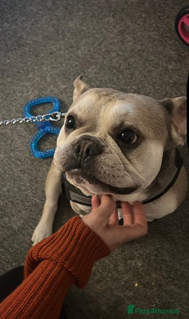 French Bulldog dogs - Advert 3