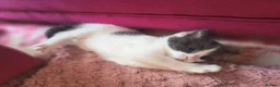 Mixed Breed cats for sale: 3 x female kittens in Hull - Advert 9