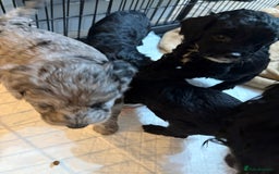 Cockapoo dogs for sale: Beautiful litter of f2 Cockapoo puppies  - Image 4