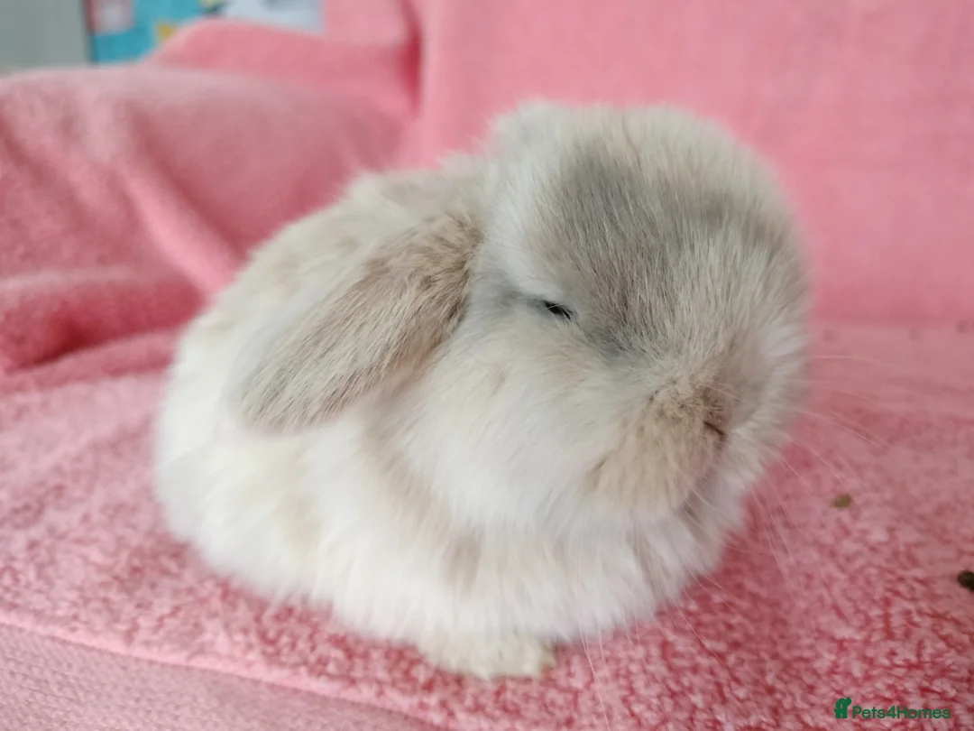 Mini Lop rabbits for sale: Baby mini lops for sale  - Advert 2