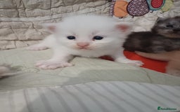 Maine Coon cats for sale: 3 gorgeous maincoon babies  - Image 4