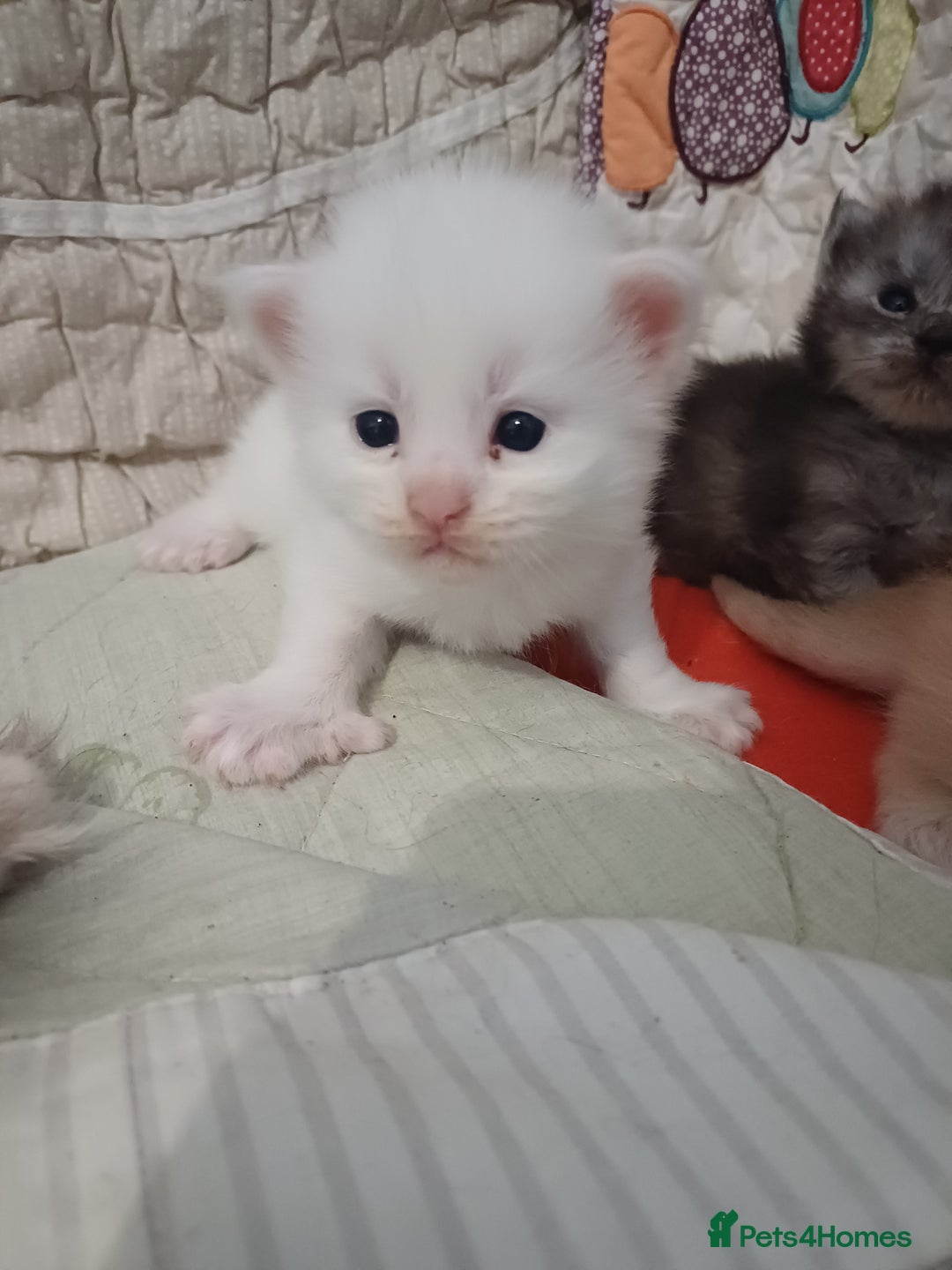 Maine Coon cats for sale: 3 gorgeous maincoon babies  - Image 4