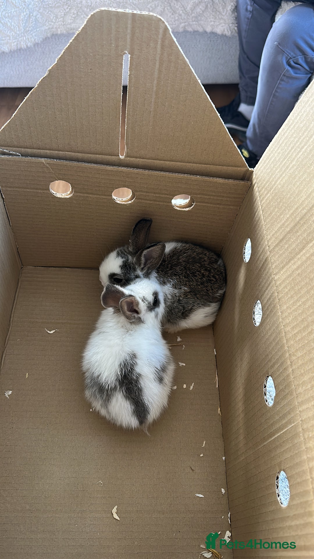 Dwarf Lop rabbits for sale: Bunnies for Sale - Advert 7