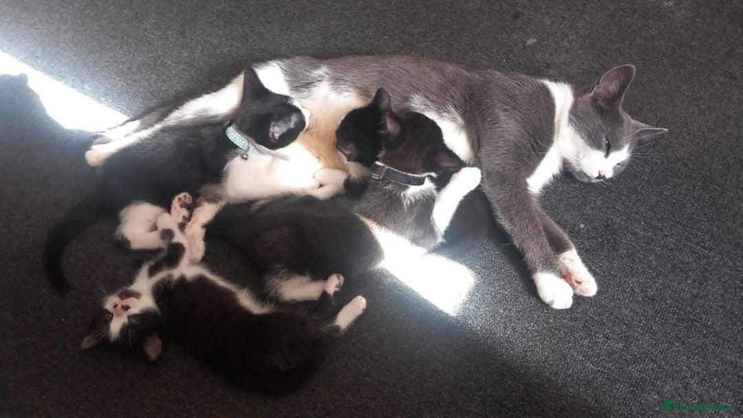 Mixed Breed cats for sale: 3 kittens ready now - Image 3
