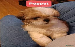 Shih Tzu dogs for stud: Handsome experienced KC registered stud dog in Cullompton - Image 26