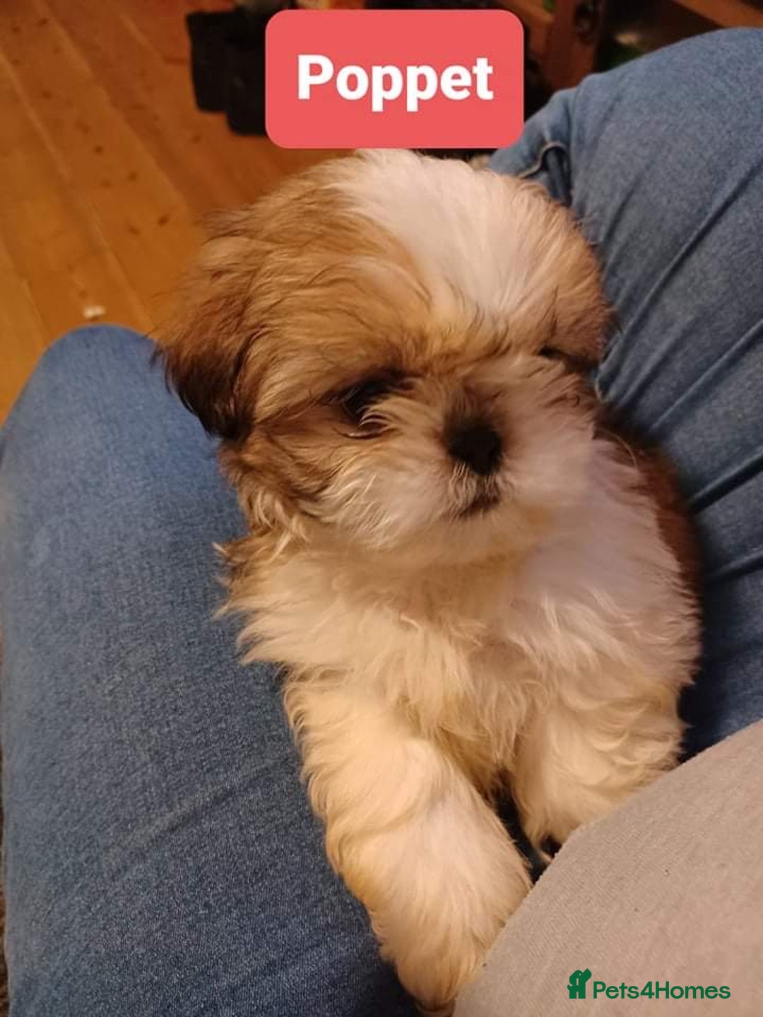 Shih Tzu dogs for stud: Handsome experienced KC registered stud dog in Cullompton - Image 26