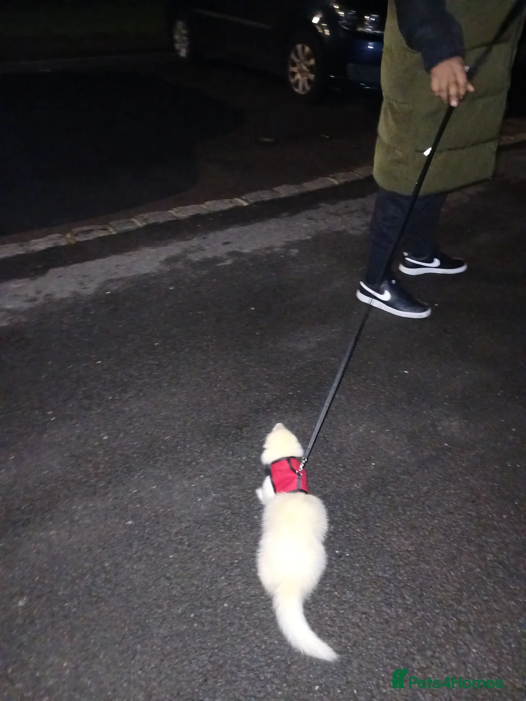 Ferret rodents for sale: Chunky albino fluffy hob  - Advert 3