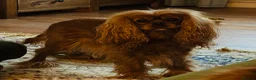 Cavalier King Charles Spaniel dogs for sale: KC Cavalier King Charles Puppies, All 4 Colours. - Advert 12