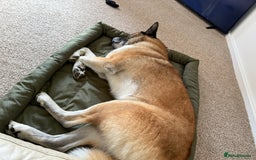 Huskita dogs for sale: Husky cross Akita  - Image 2