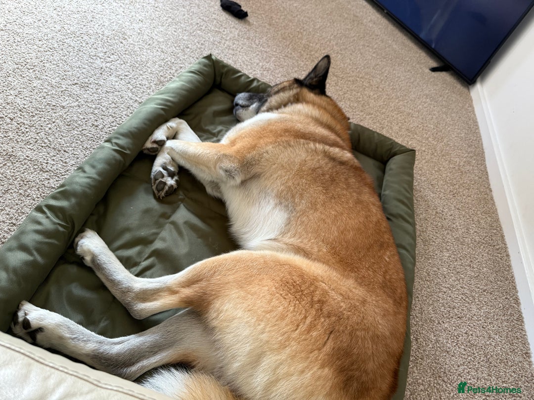 Huskita dogs for sale: Husky cross Akita  - Image 2