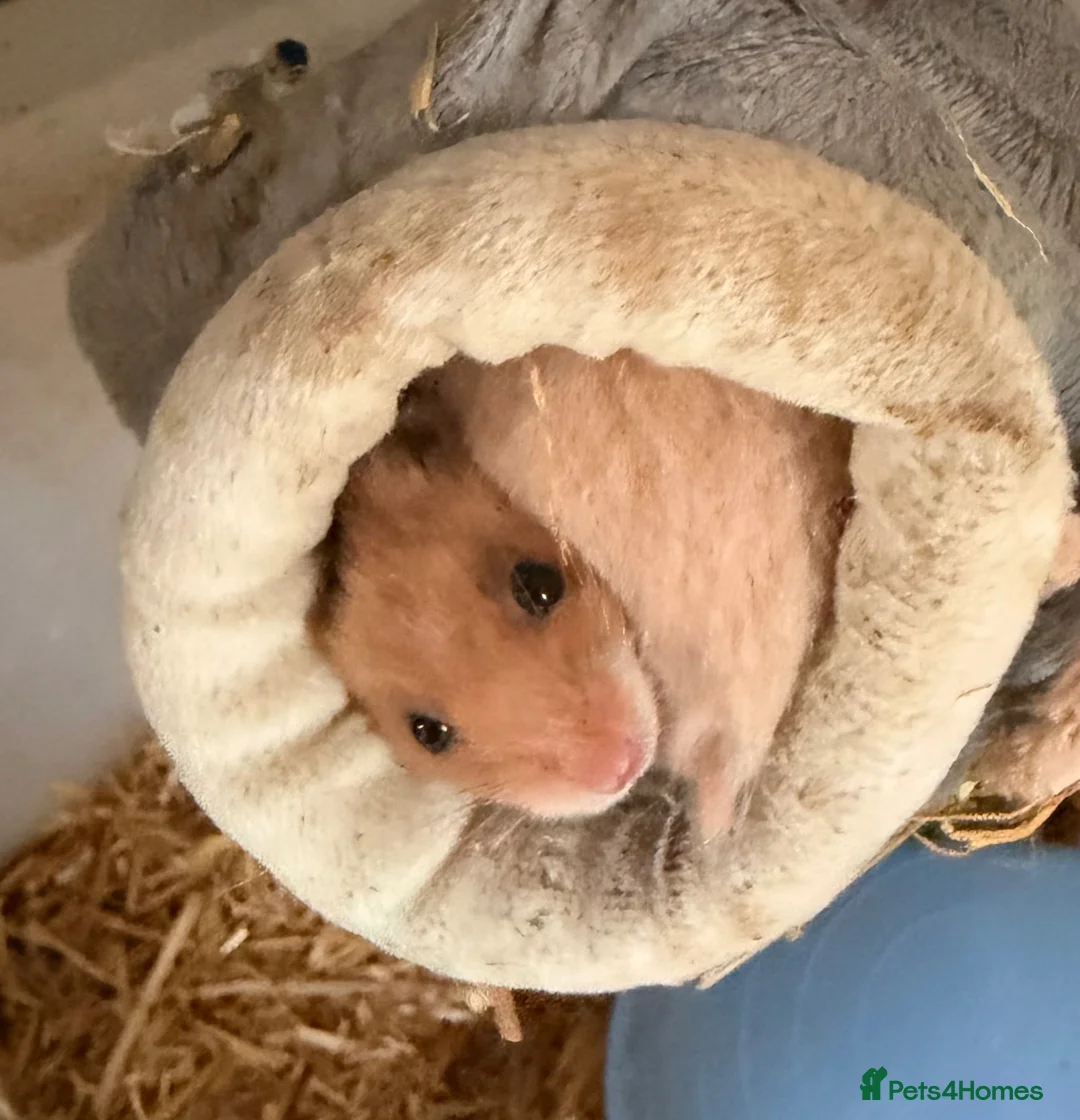 Hamster rodents for sale: Hamsters ready now  - Advert 2