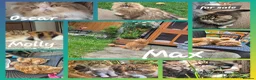 Exotic cats for sale: Exotic short hair  - Advert 2