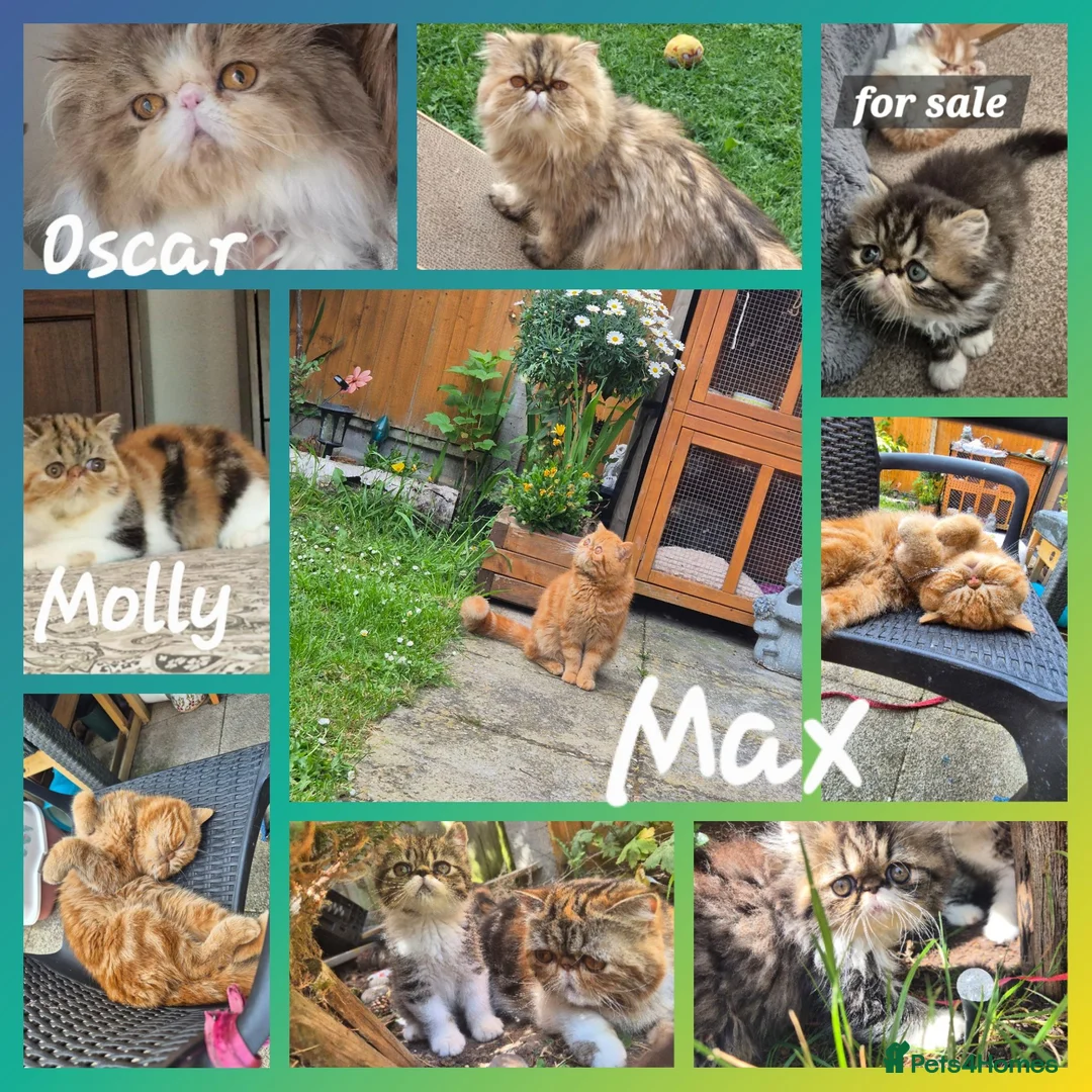 Exotic cats for sale: Exotic short hair  - Advert 2
