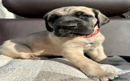 Great Dane dogs for sale: Beautiful fawn Great Dane puppies  - Image 8