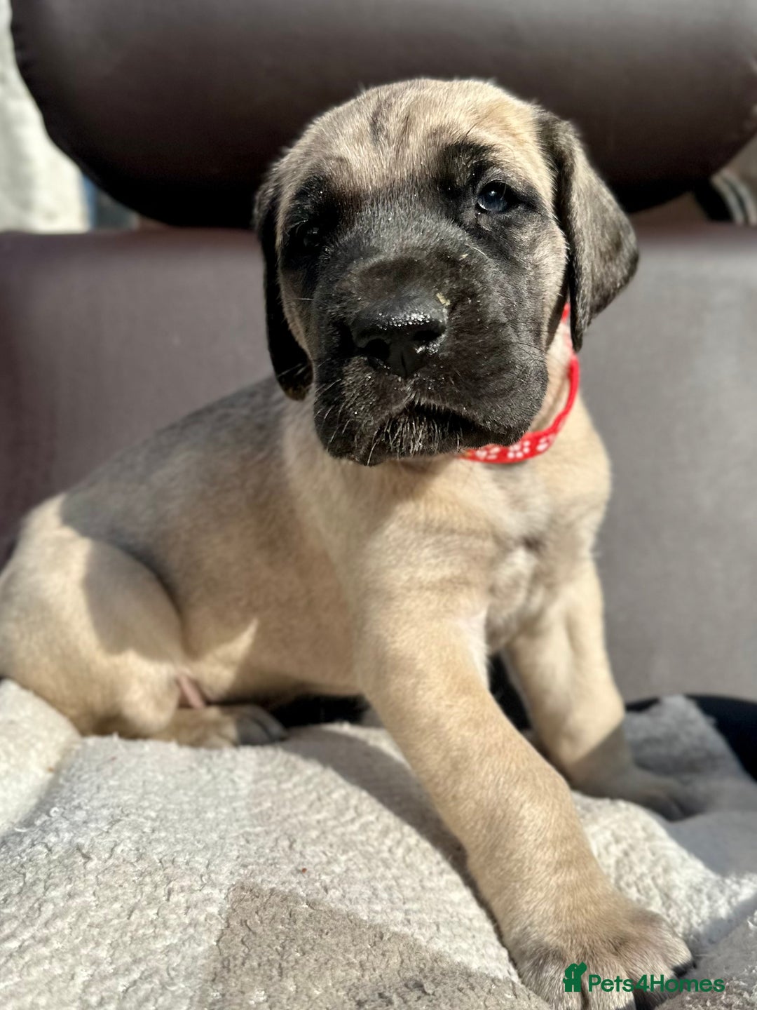 Great Dane dogs for sale: Beautiful fawn Great Dane puppies  - Image 8
