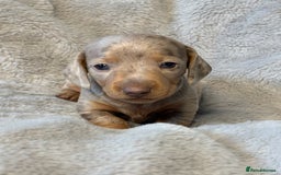 Miniature Dachshund dogs for sale: Miniature Smooth Dachshund Puppies - Image 3