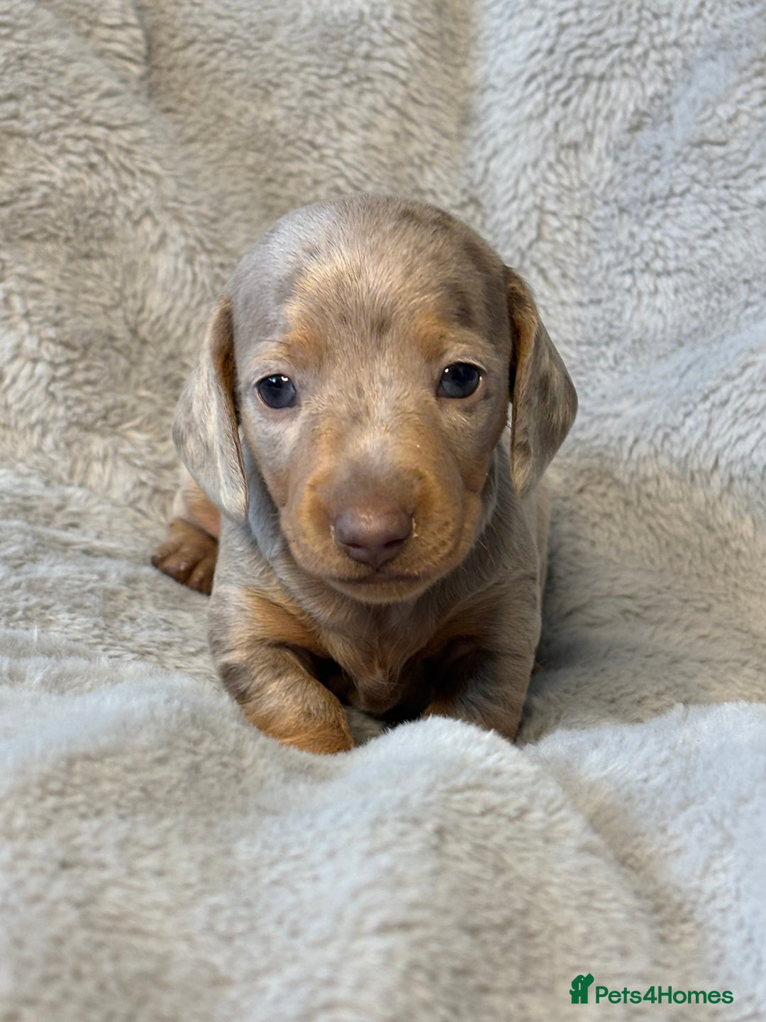 Miniature Dachshund dogs for sale: Miniature Smooth Dachshund Puppies - Image 3