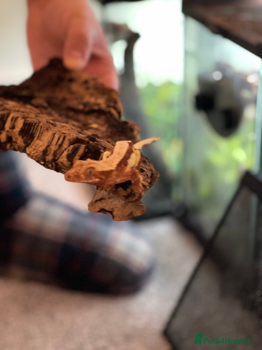 Gecko reptiles for sale: Crested Gecko - Advert 4