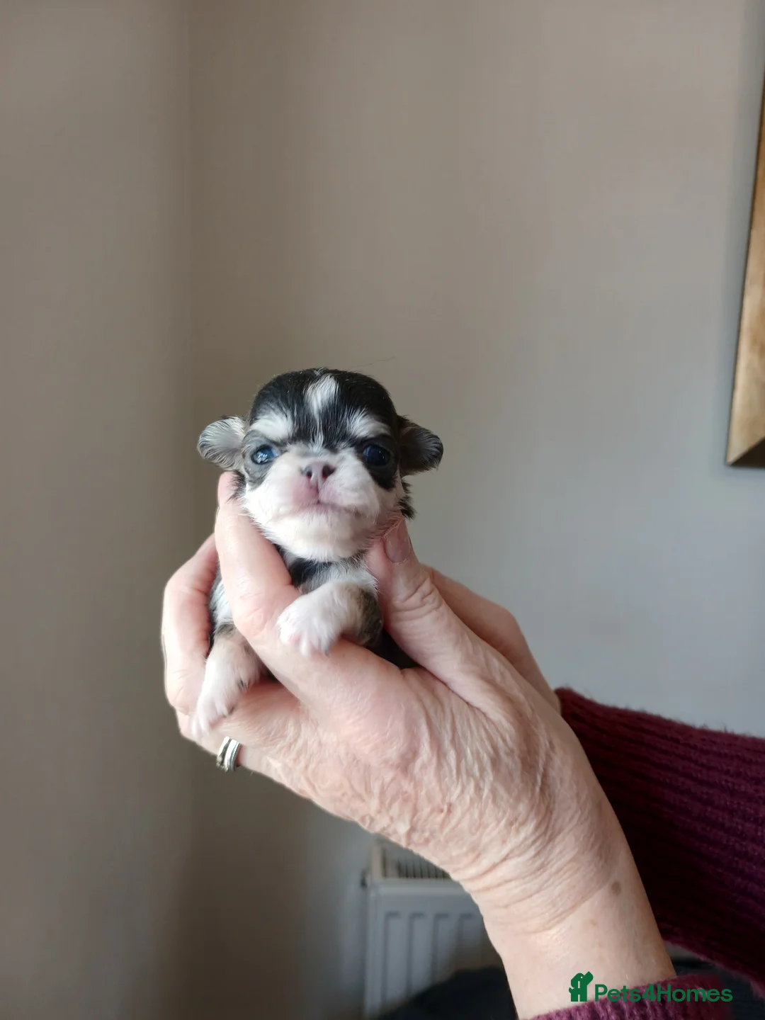 Chihuahua dogs for sale: KC REG LONG HAIR STUNNING PUPPIES - Advert 21