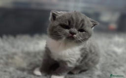 British Shorthair cats for sale: Gccf registered British shorthair kittens  - Image 4